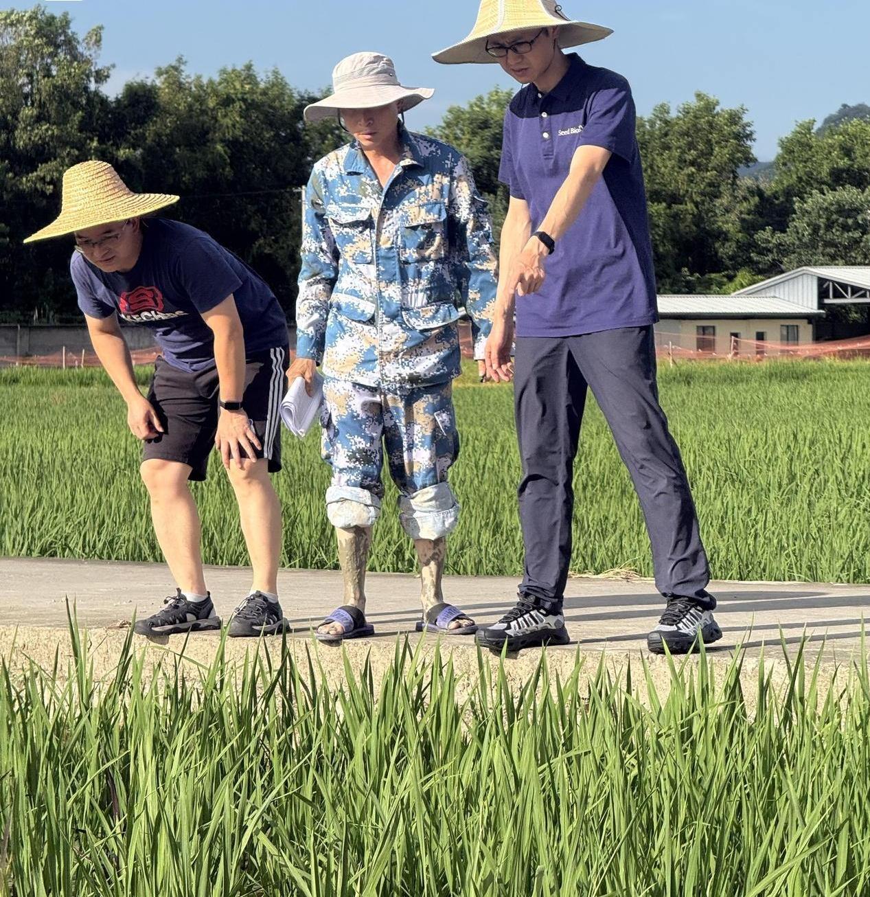2026年7月，中国水稻研究所王克剑团队，对外公布了一项颠覆性的农业科研成果。