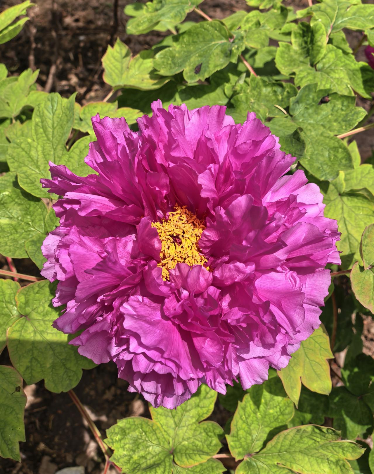 春风款款而来，牡丹次第绽放。层层花瓣如锦缎舒展，红的热烈、粉的温婉、白的清雅，在