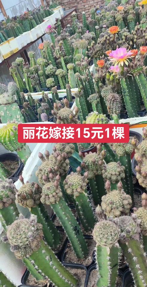嫁接丽花15元1棵，3棵40元包邮多肉植物一物一拍 老桩多肉