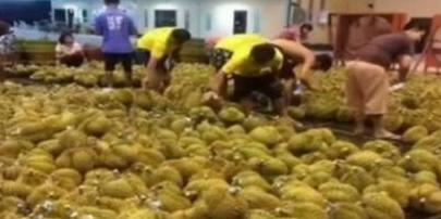 失去中国市场，水果烂一地没人要，这才想起后悔得罪中国了？早干嘛去了！现在哭惨求饶