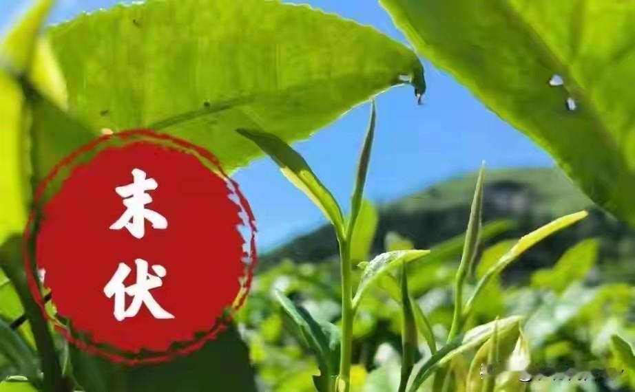 不是迷信，明日末伏，提醒中老年人：1不贪，2要吃，3不睡，4要护

明天8月14