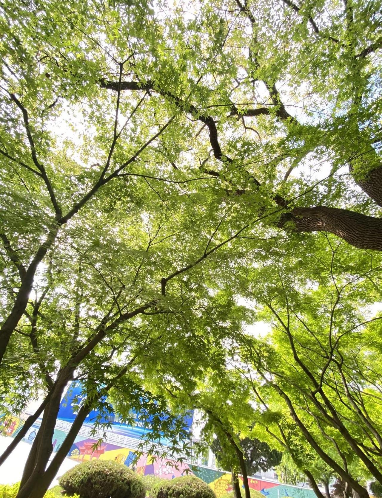 慢生活才是节奏🎵。停下脚步👣看看绿色