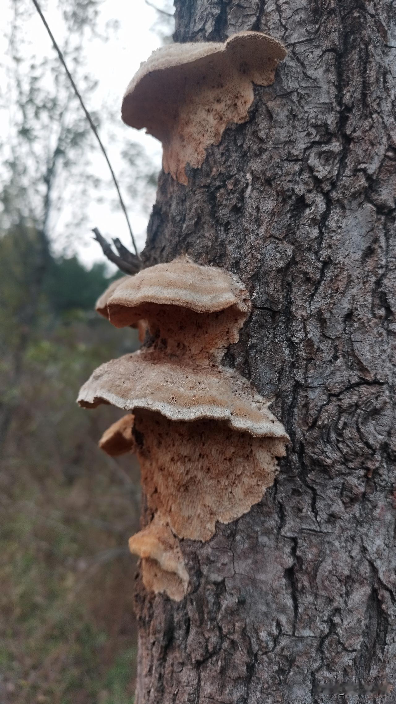 婆婆三十五天坟，我们等到十一点大姑姐还没来，妯娌说不等了，咱们去吧。

兄弟三个
