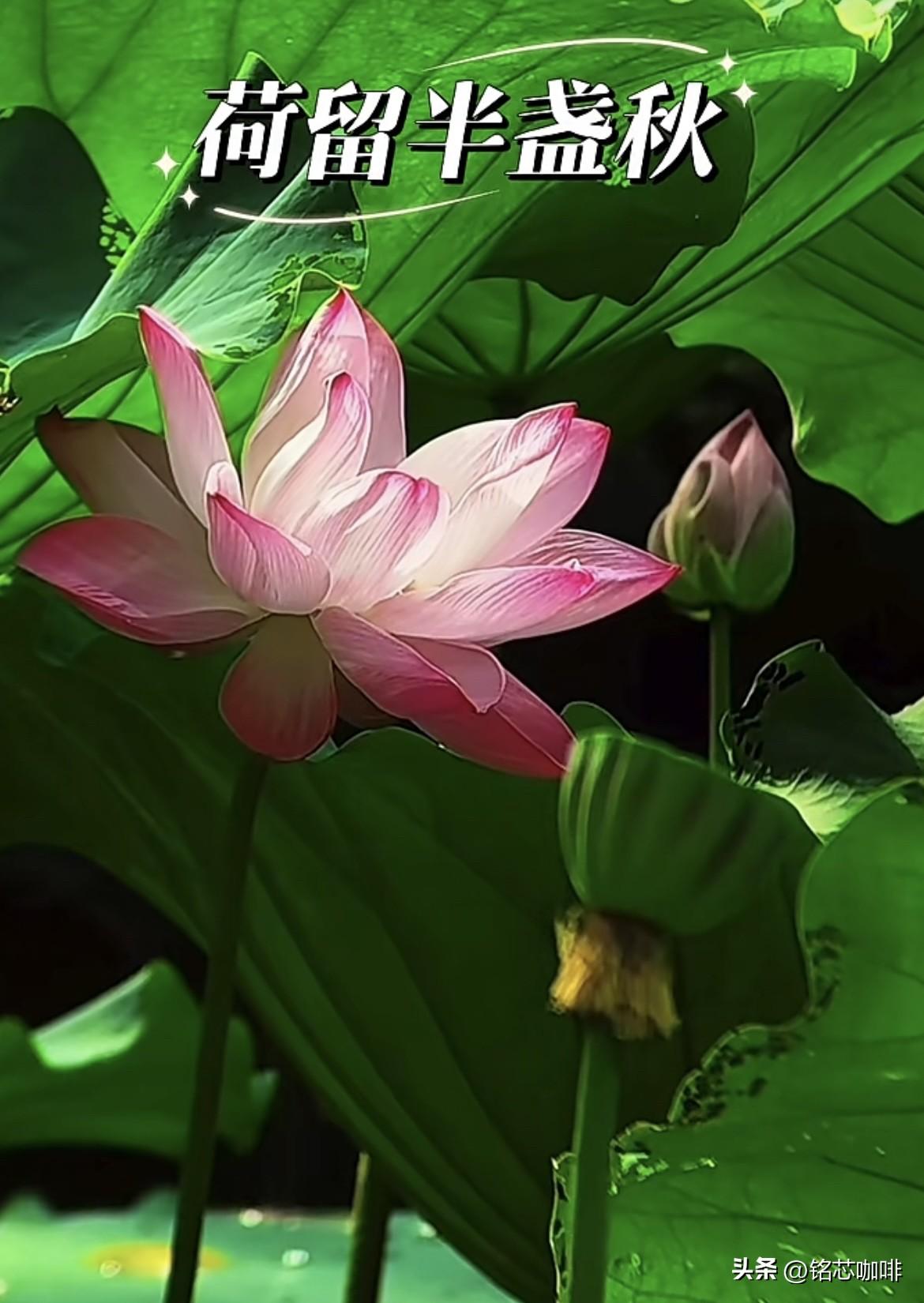 夏已渐行渐远，秋荷犹带芬芳，
带露的花瓣，把一整个夏天的温柔，
慢慢留在秋风里！