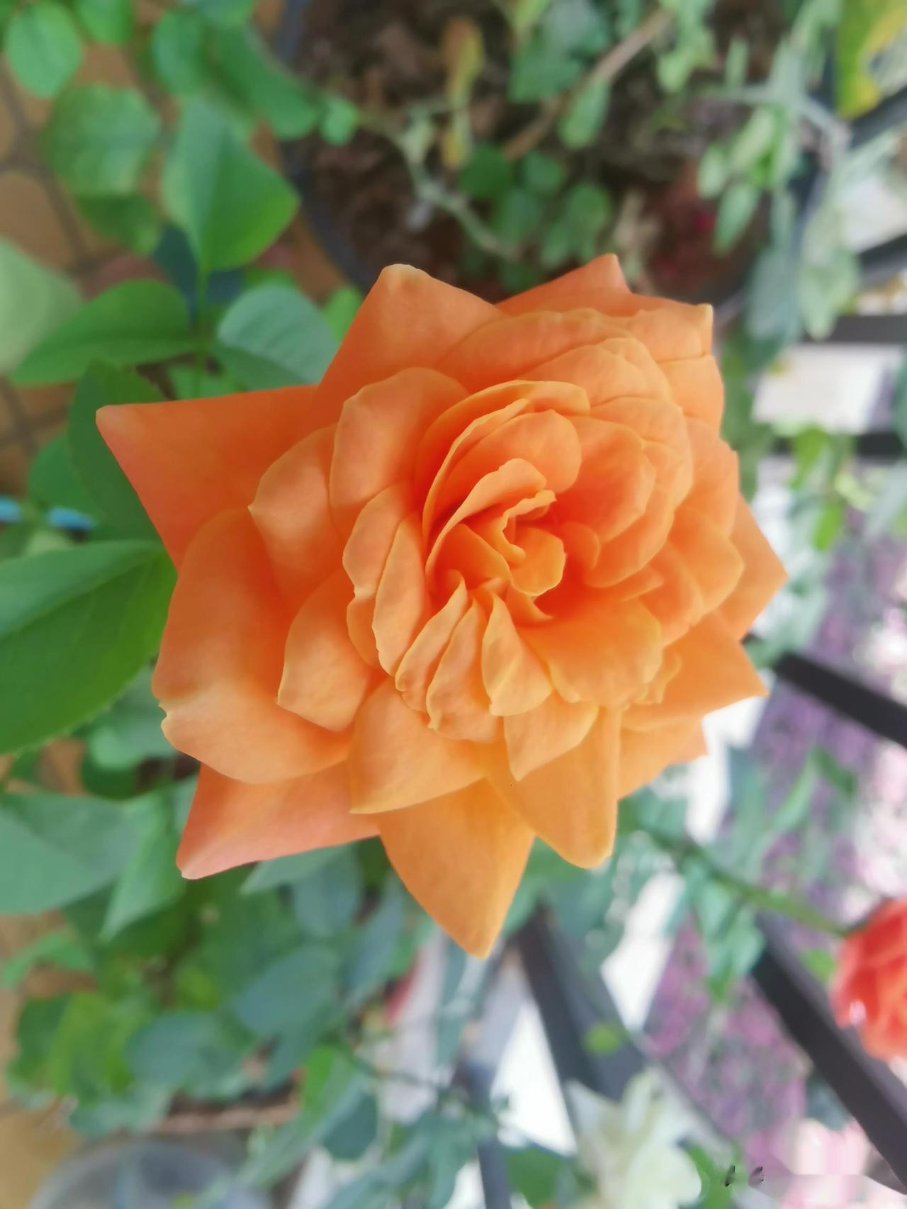 七夕之夜，牛郎织女相会于鹊桥，这是一个充满浪漫情怀的古老传说。在这个特殊的日子里