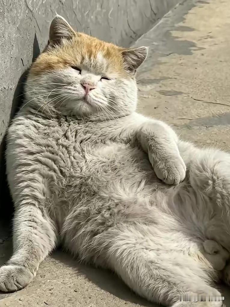 这只猫摆烂的样子，像极了累的不想洗澡的人类。
你有没有过这种时刻？
就想像这只猫