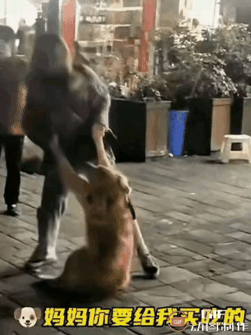 狗狗也太会撒娇了
女子在大街上遛狗，狗狗走到烤串跟前，闻到有烤肉味，就直接扒地上