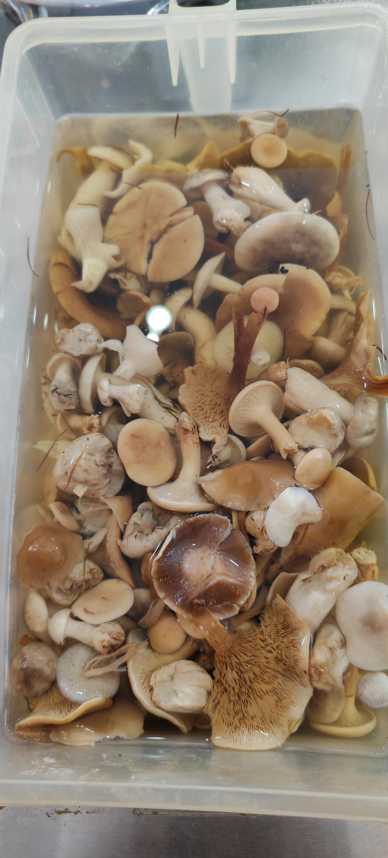 清晨，气温低至仅有6℃，但采蘑菇的人早已出发。
靠山吃山，靠水吃水。山里人把采蘑