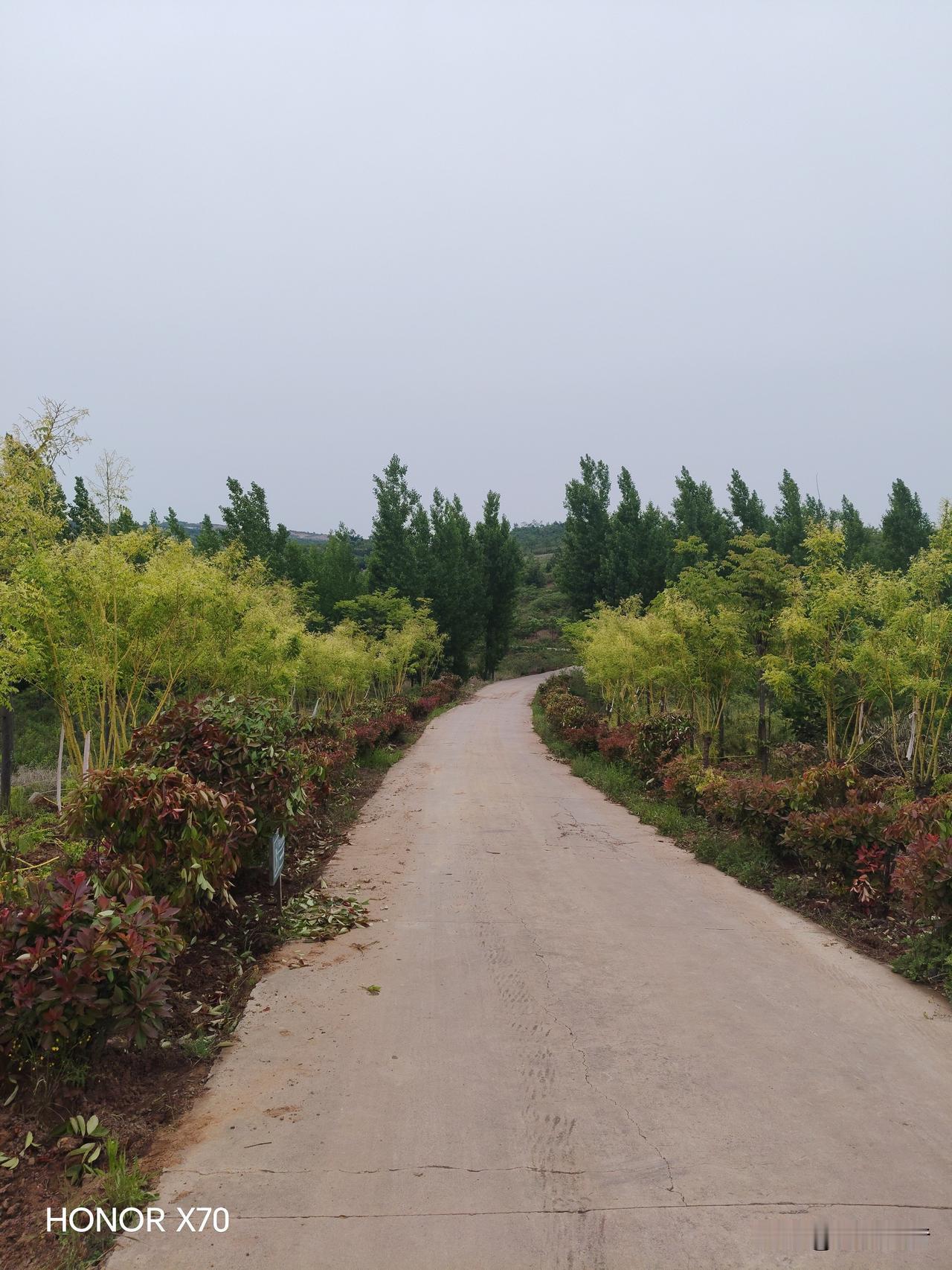 单位门前道路两旁栽上黄金槐，这画面想想就美。黄金槐那金黄的叶片，在阳光照耀下，就