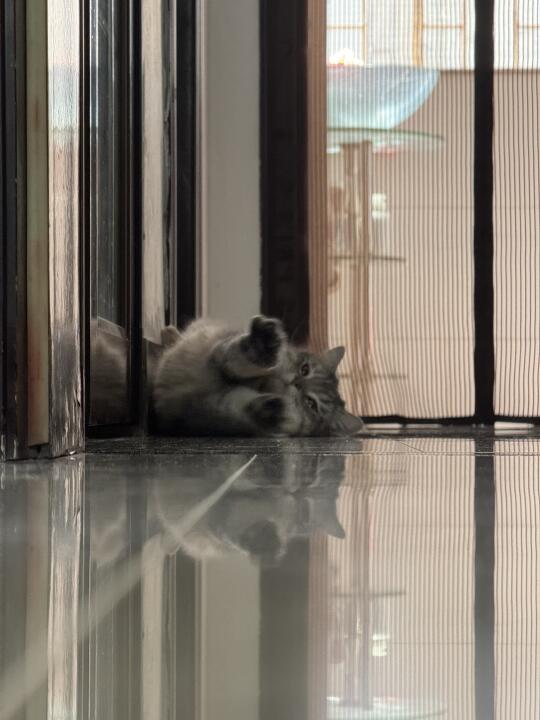 小爪一伸，睡地板的季节又到了
