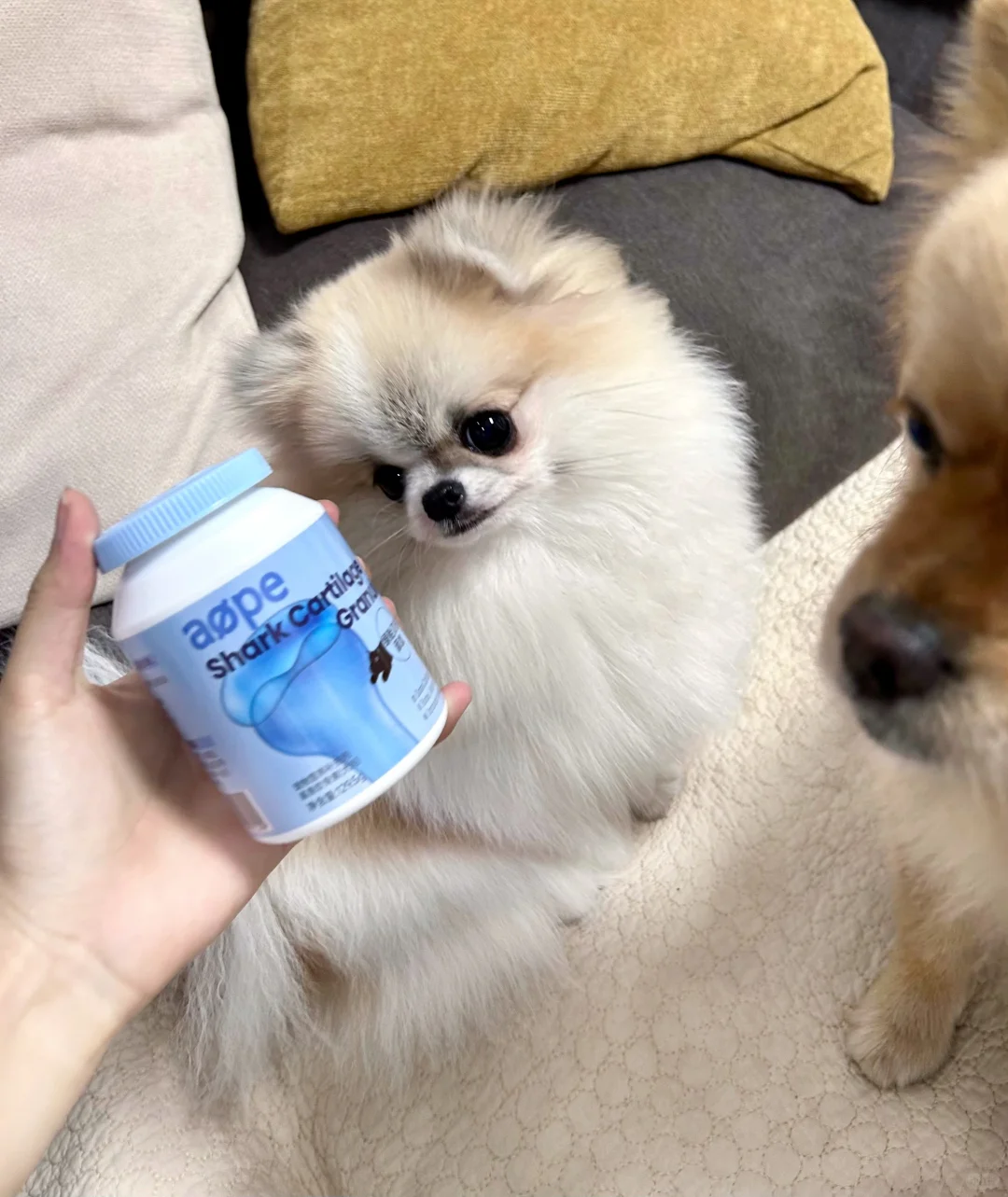 小型犬日常关节护养！软骨素是必备神器