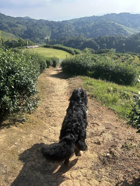 巡视青青糯山原产地来了🍵加点料