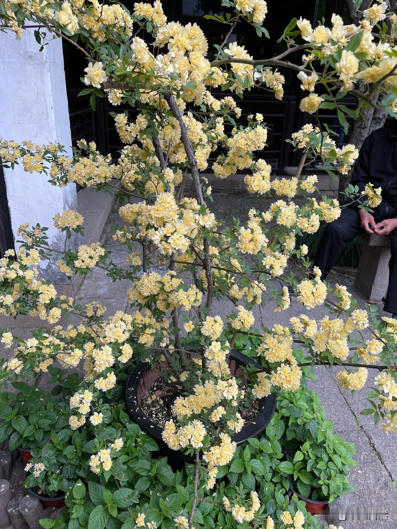 分享你手机中的花花草草这是我前年旅游拍的照片，好久的库存了