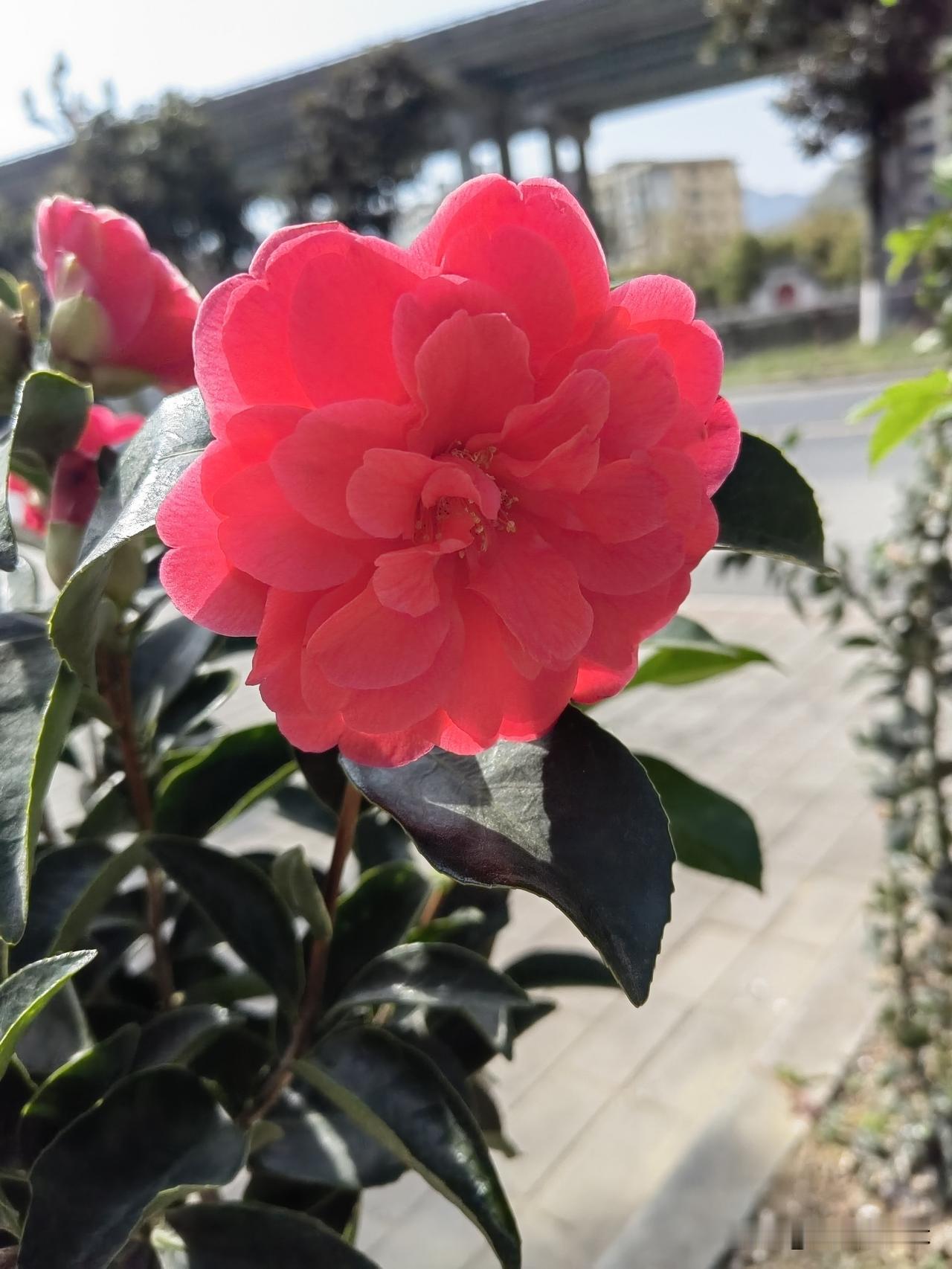 火红的茶花艳丽茶花随手拍茶花图片 茶花绿植 艳丽花卉随手拍 山茶茶花 艳红色茶花