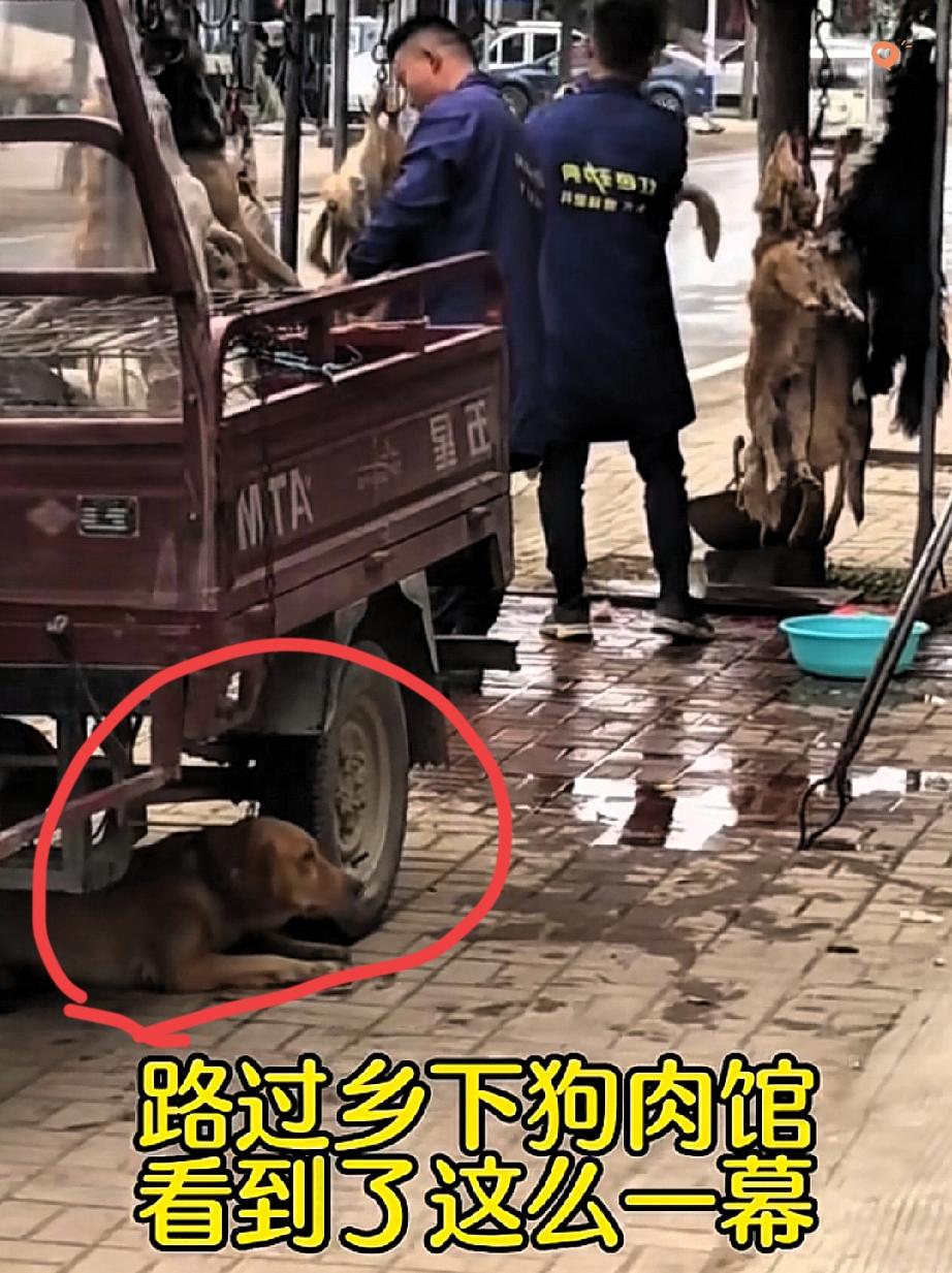 谁看了不心碎！
养了5年的金毛，竟被主人亲手送进狗肉馆！
 
亲眼看着同类被宰割