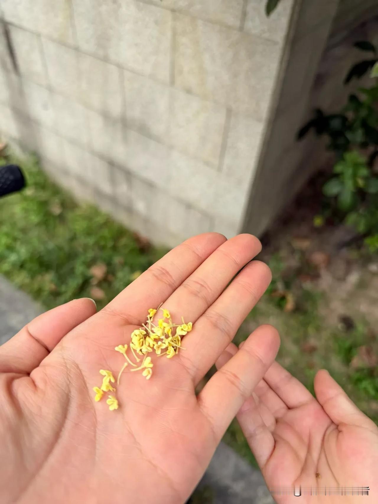 哇，今天这趟可太值了！
公园里的桂花开得正盛，走过去那香味直往鼻子里钻，我还忍不