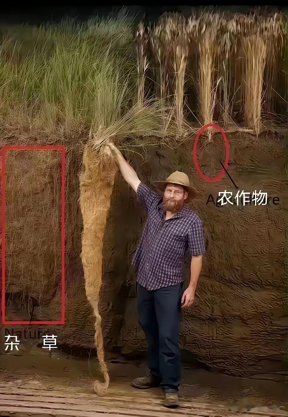 杂草根系再深，也一无是处，必须被清除，而作物根系再浅那价值也是杂草所不能比的！