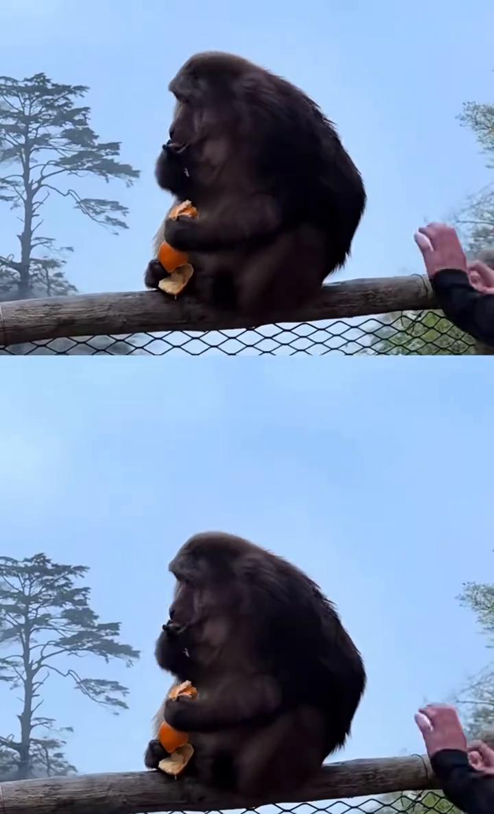 突然从旁边伸出一只手，狠狠的把猴子从栏杆上推了下去。还好猴子迅速反应过来，抓住了