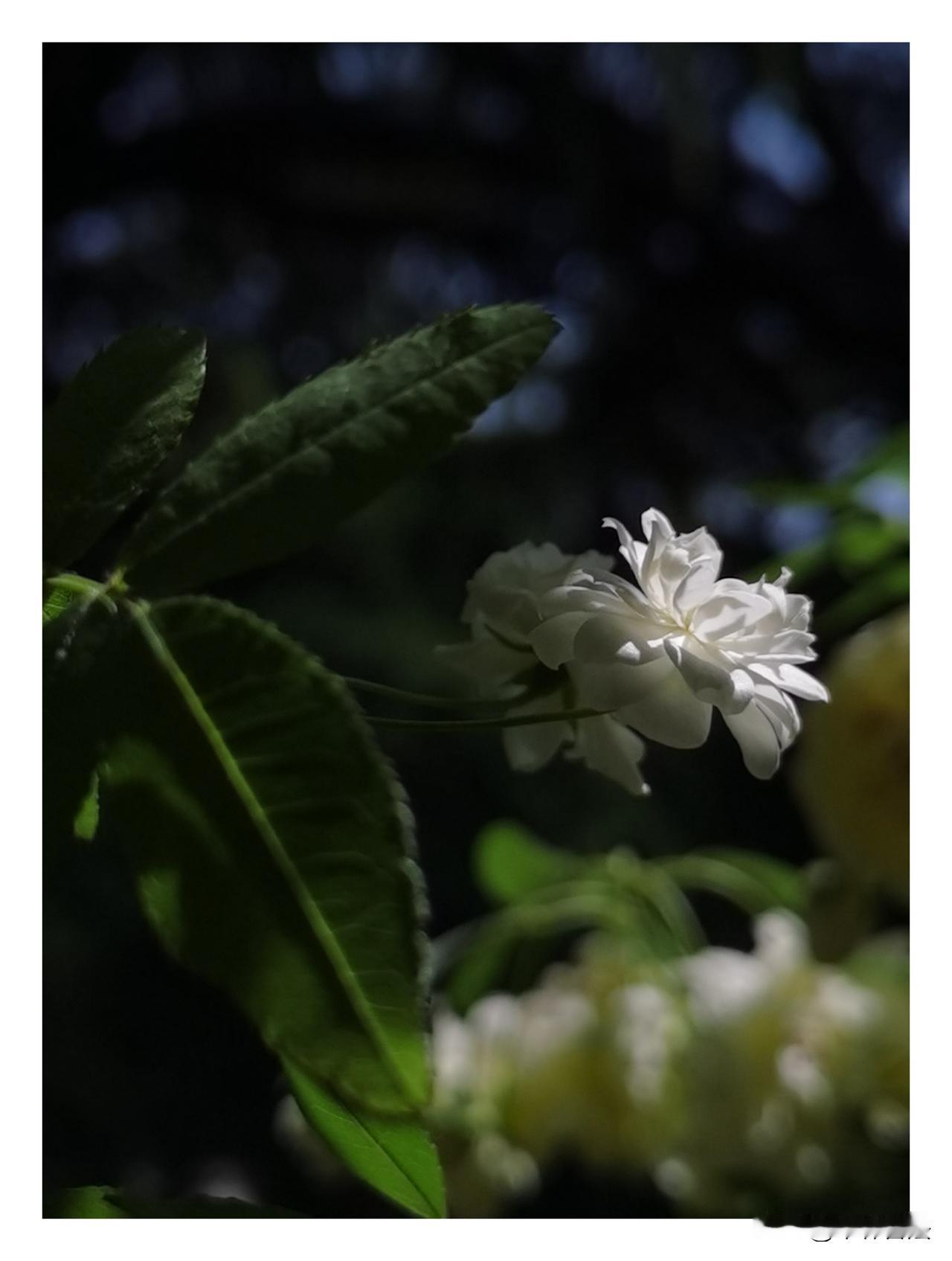 木香花[送自己一朵花]