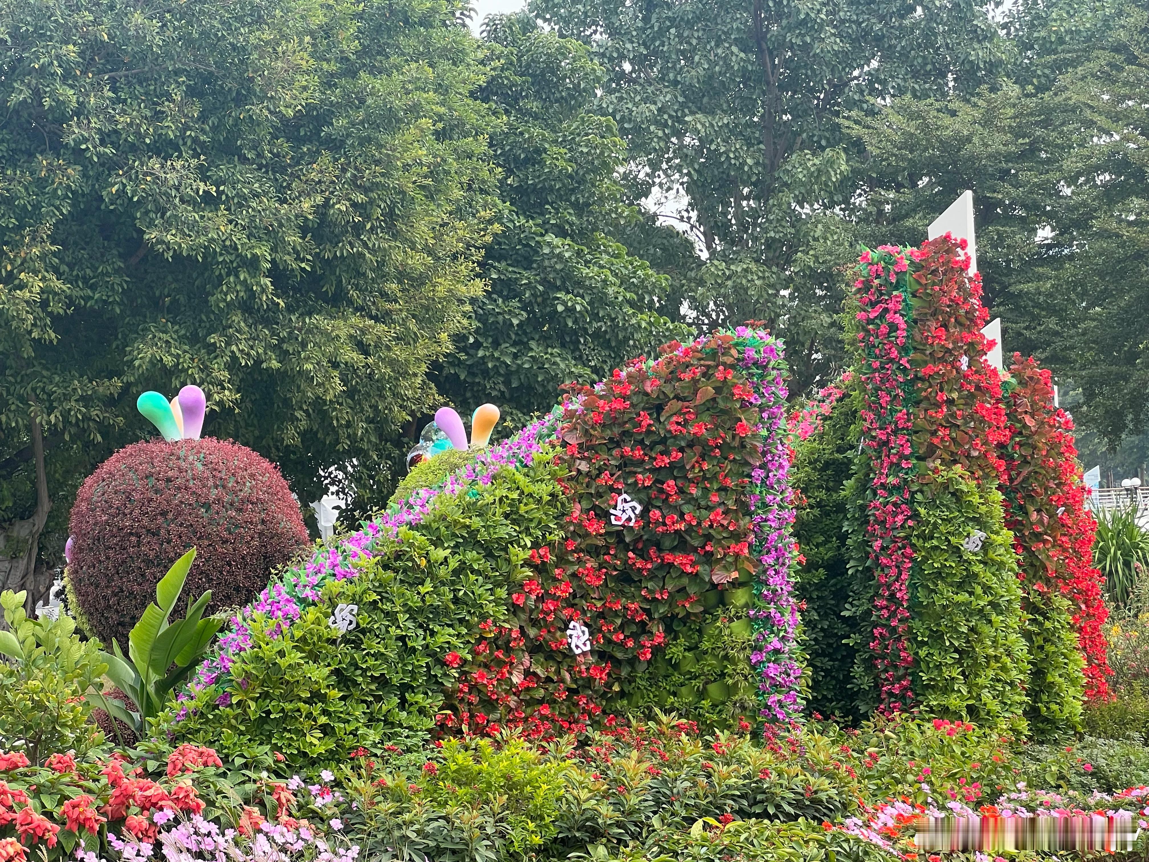 广州美丽的花。用照片记录生活遇见美好