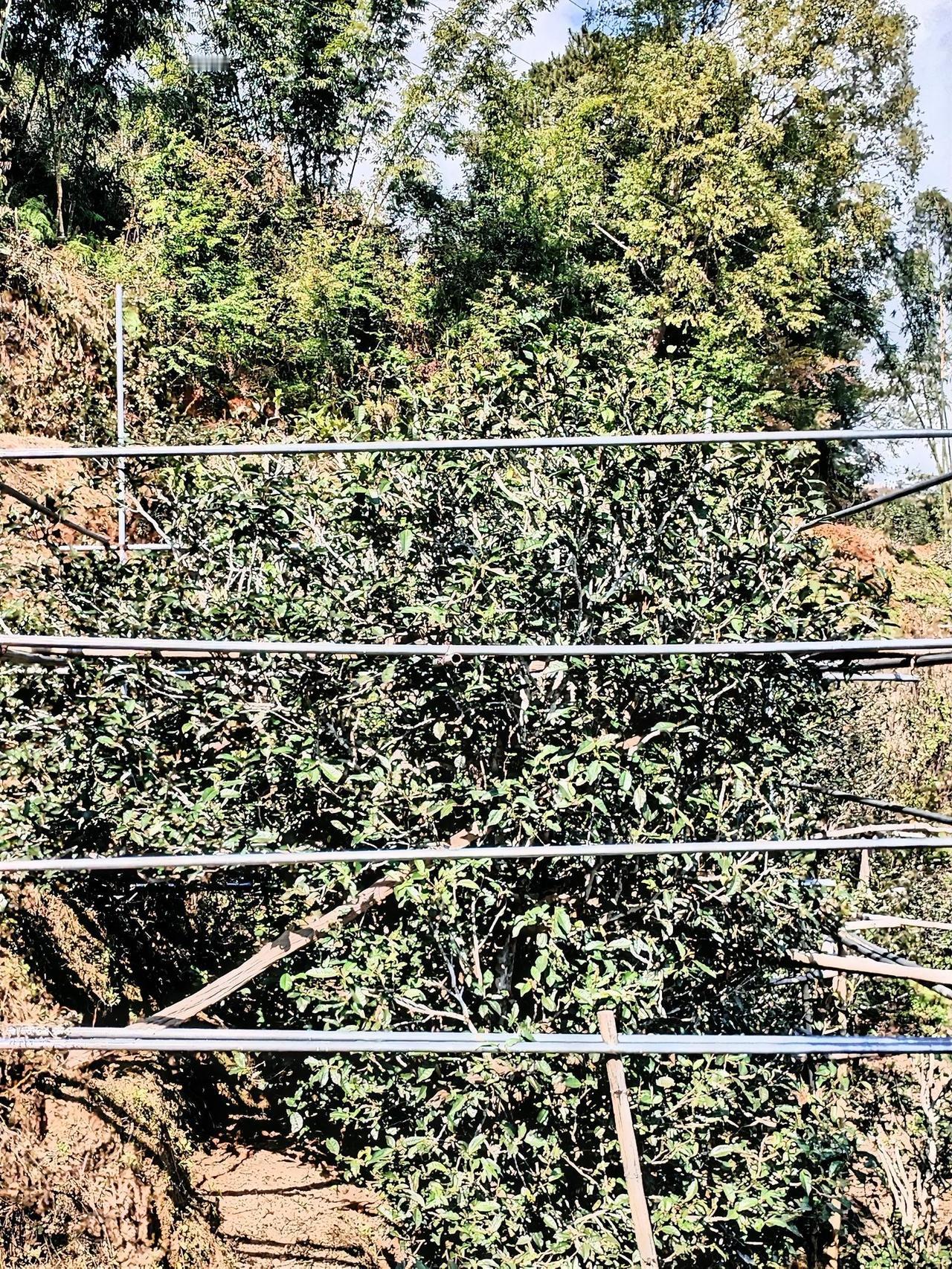 采摘时节，茶农们怀着敬畏之心小心地摘下鲜嫩的芽叶。经过精湛的制茶工艺，昔归茗茶独