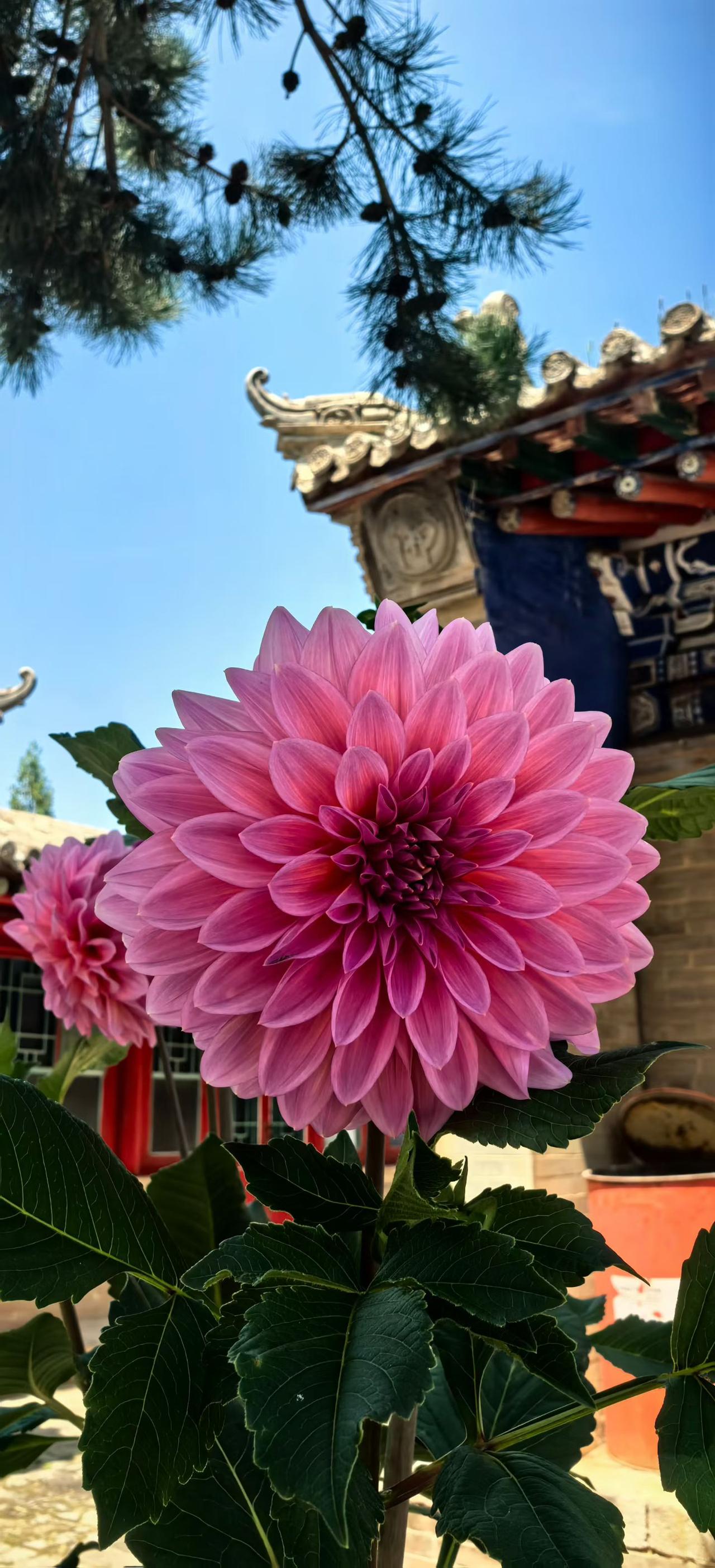 分享一张你相册的拍的花