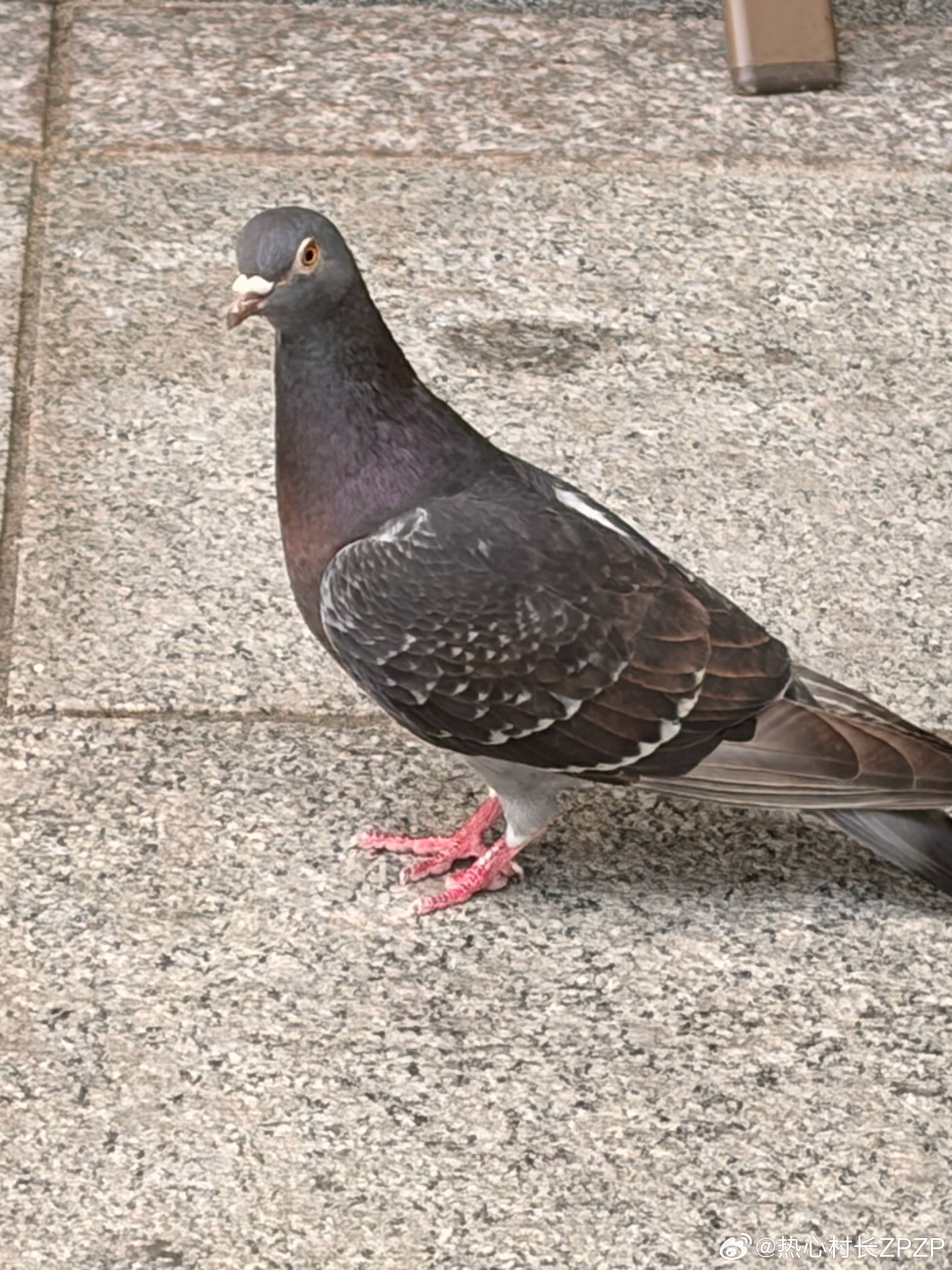 断指鸽🐦？我的日常plog 韩国·Seoul korea