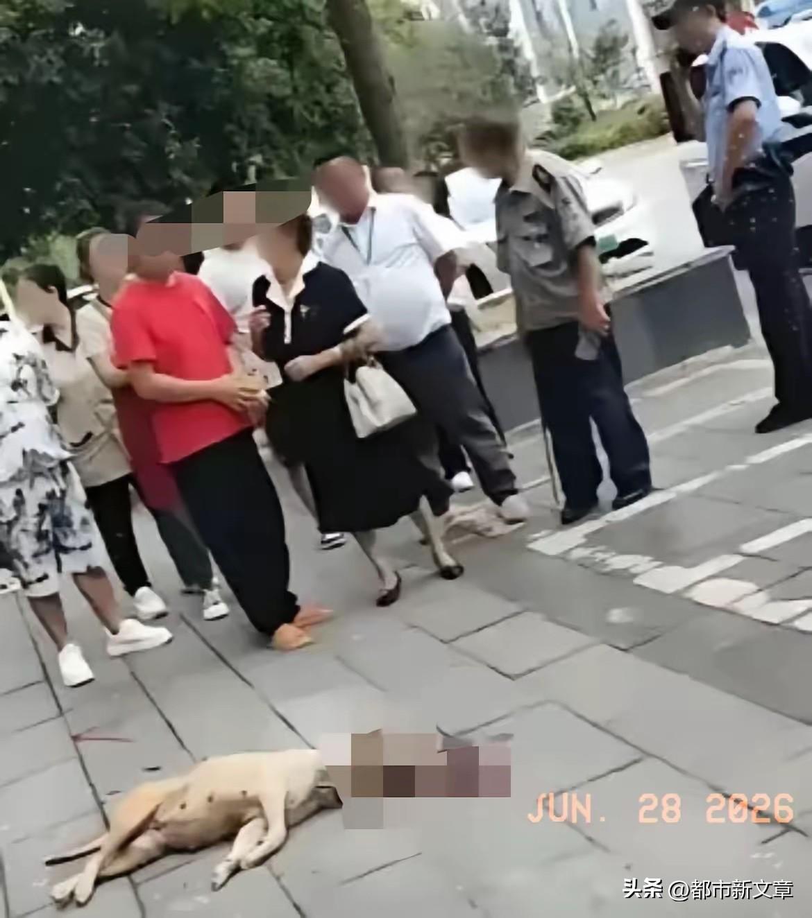 一大妈遛大狗不拴绳，狗突然扑上去咬住一个路人大哥的胳膊不放。大哥没有慌，也没跑，