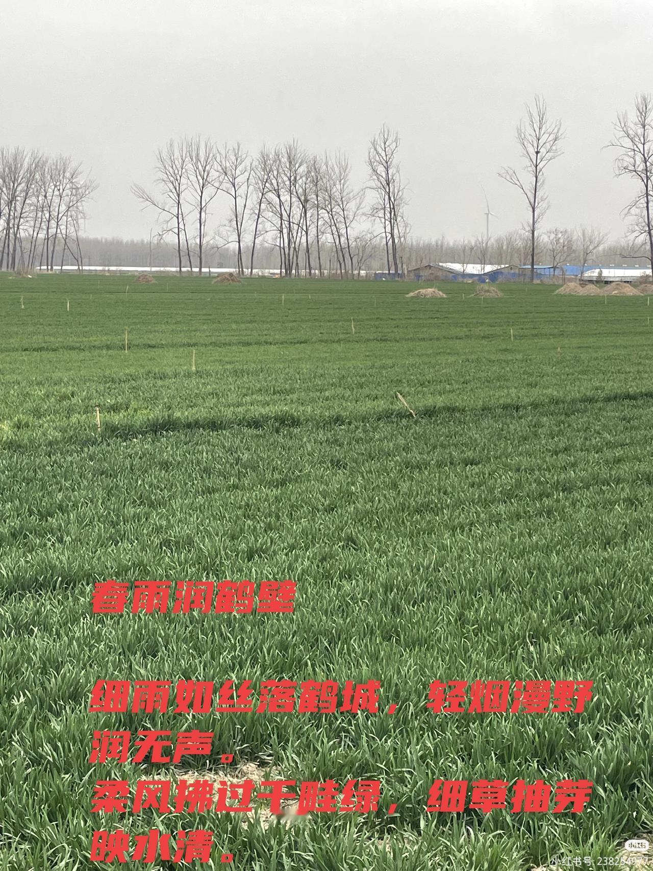 细雨如丝落鹤城，轻烟漫野润无声。
柔风拂过千畦绿，细草抽芽映水清。
麦苗舒展承甘