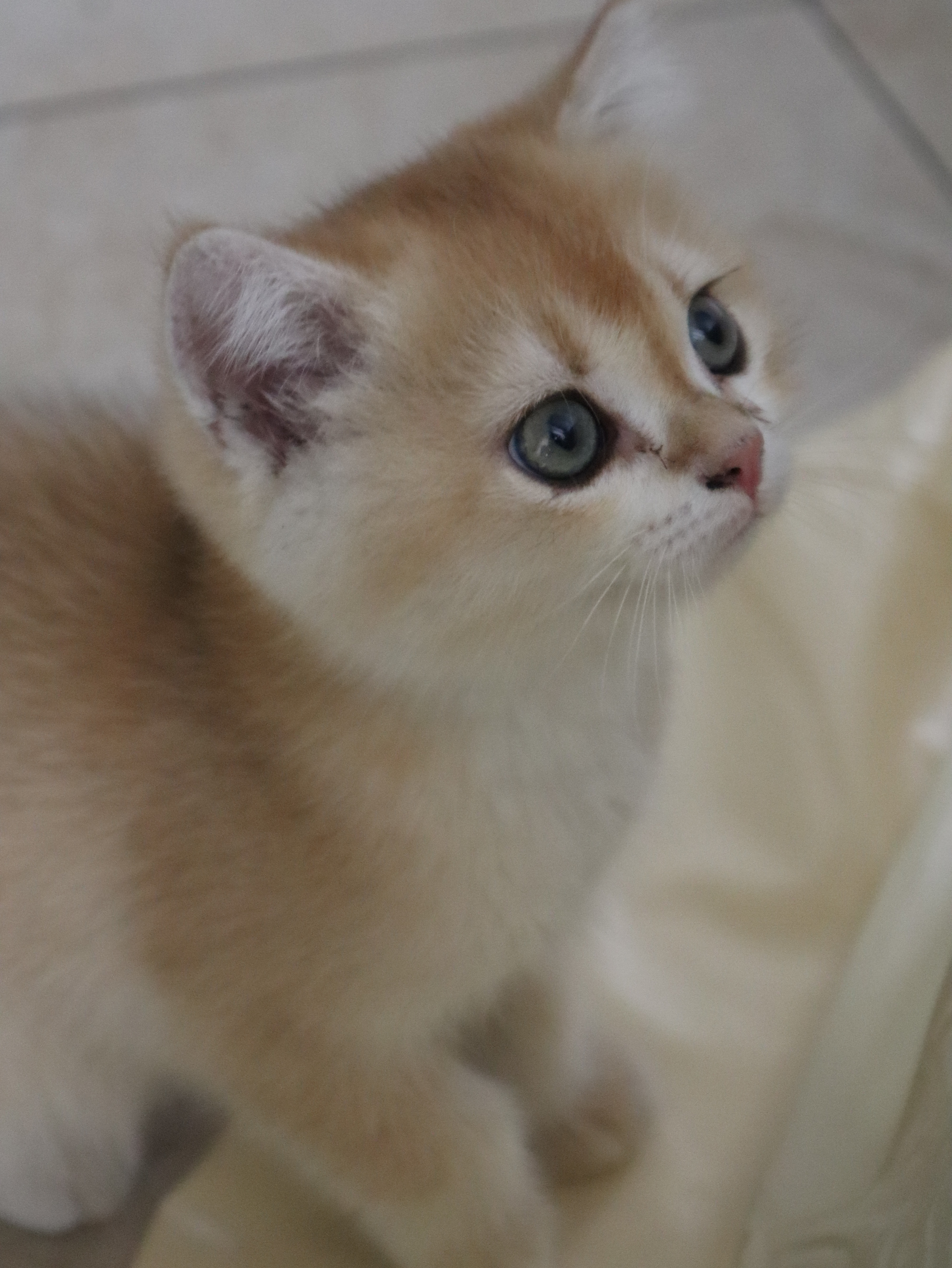 每月推文汇总之十月1. 《九零社牛踹了富少搞钱当首富》张泡泡泡  2. 《真千金