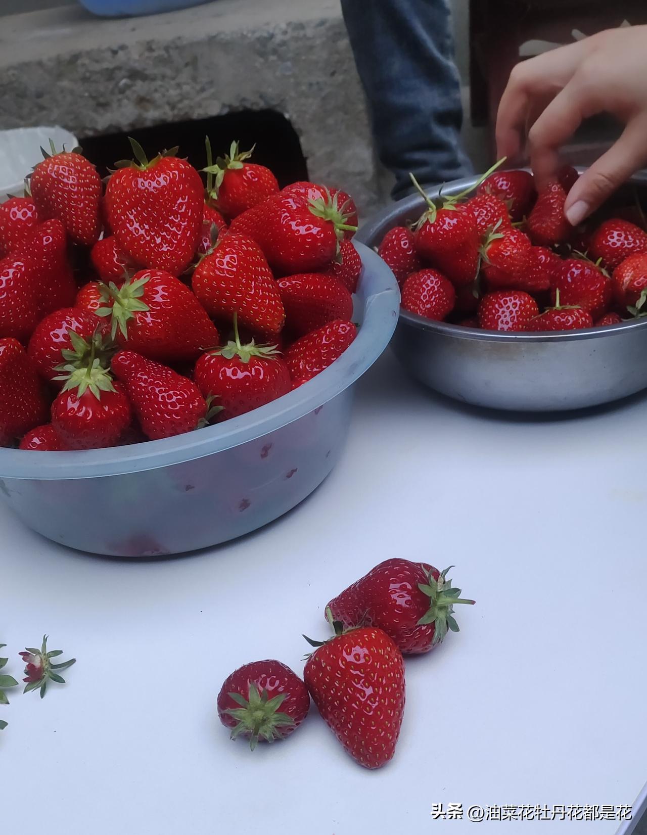 这次回家有口福，吃到专供胖东来的草莓了。
石先生的一个朋友，他高中毕业后子承父业