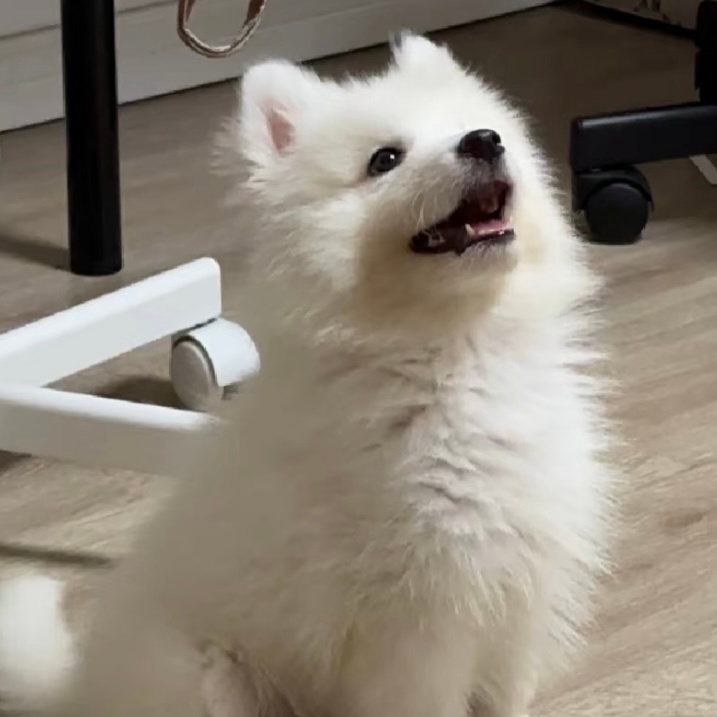 耶耶挺胸！🫡王楚钦vs户上隼辅