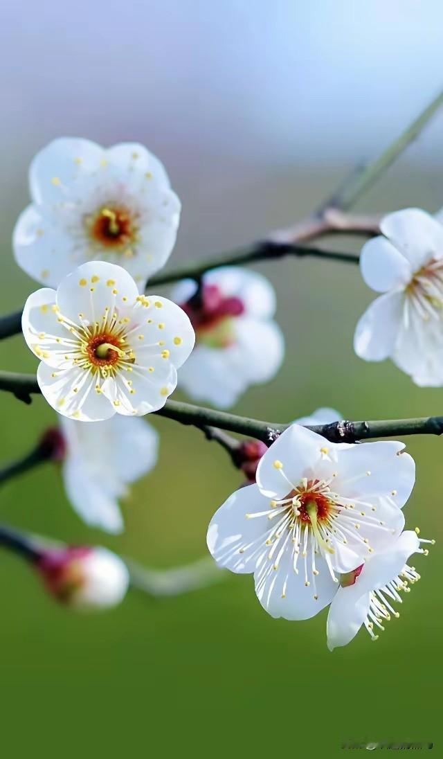 《西江月·四时花咏》

文/识途的黑马
 
桃绽枝头春晓，
柳垂堤岸清柔。
蝉鸣
