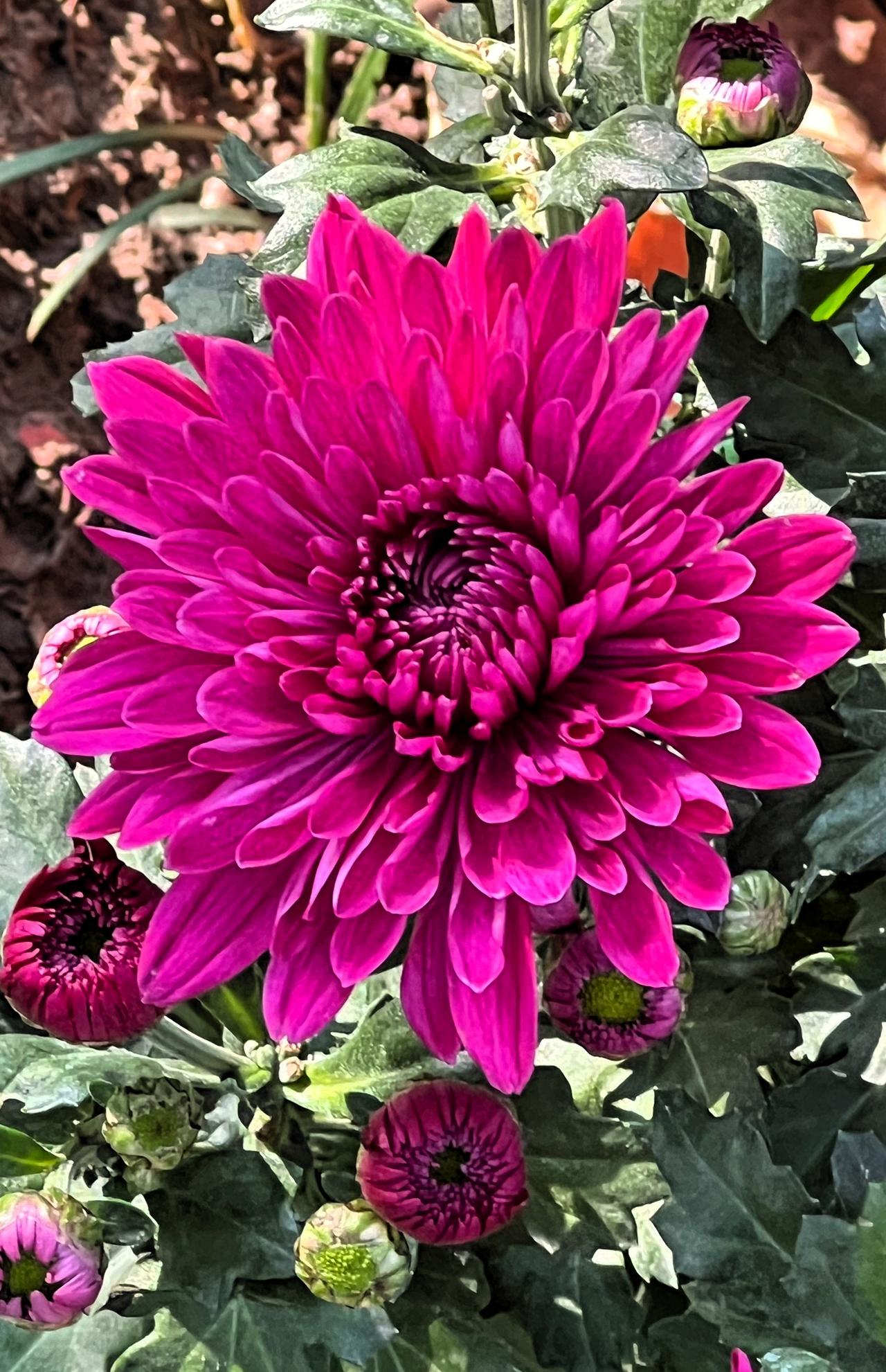 【原创】惊艳的紫色花朵，绽放出迷人的色彩！🌸💕