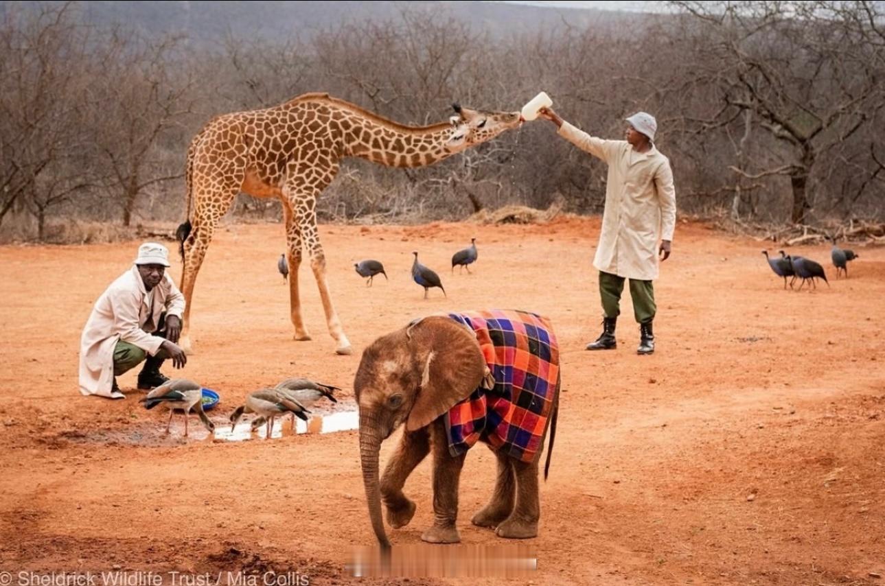 🐘Wangalla和Pips🦒的早餐时刻📸: sheldricktrust