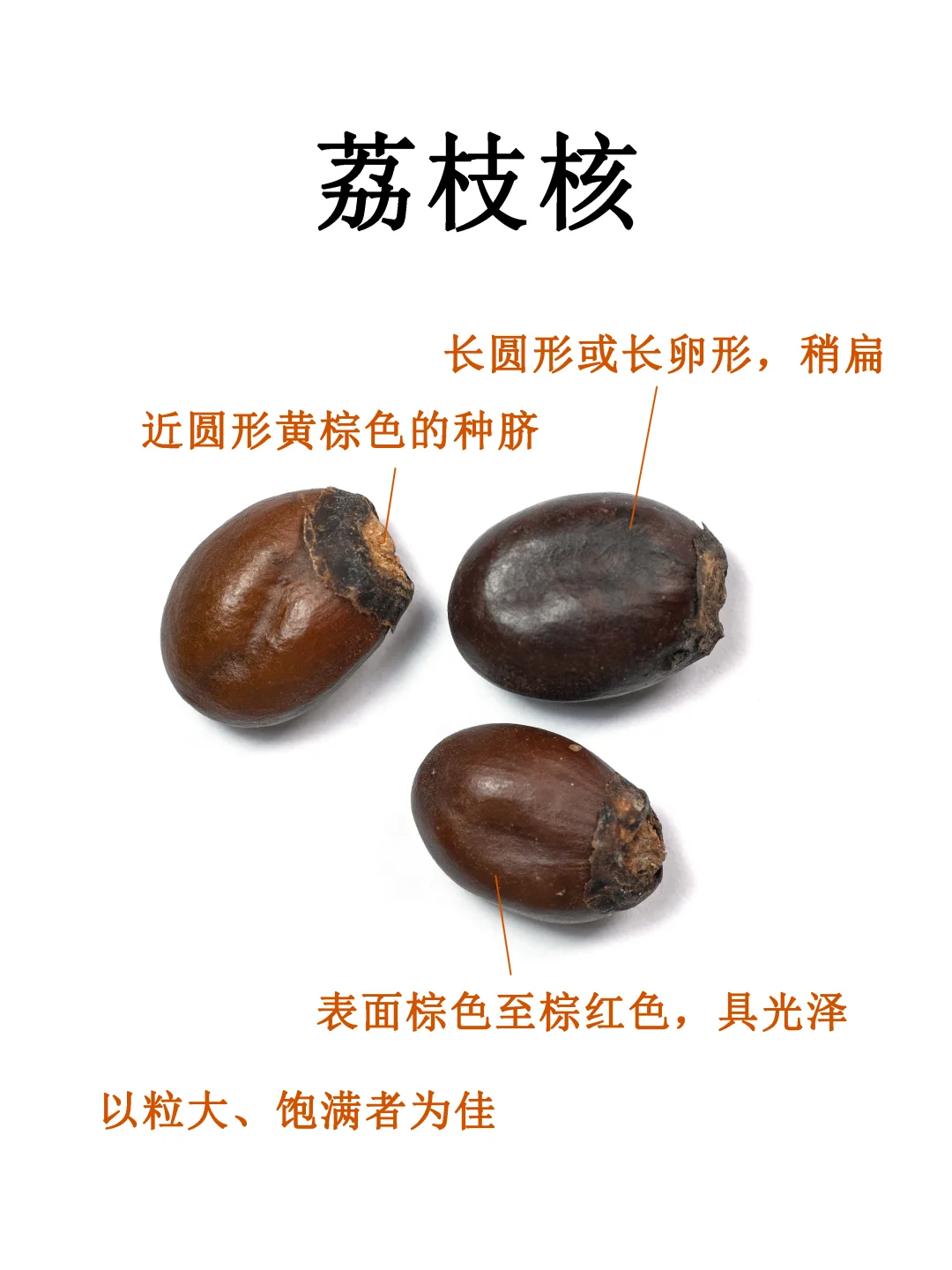 中药图鉴｜荔枝核