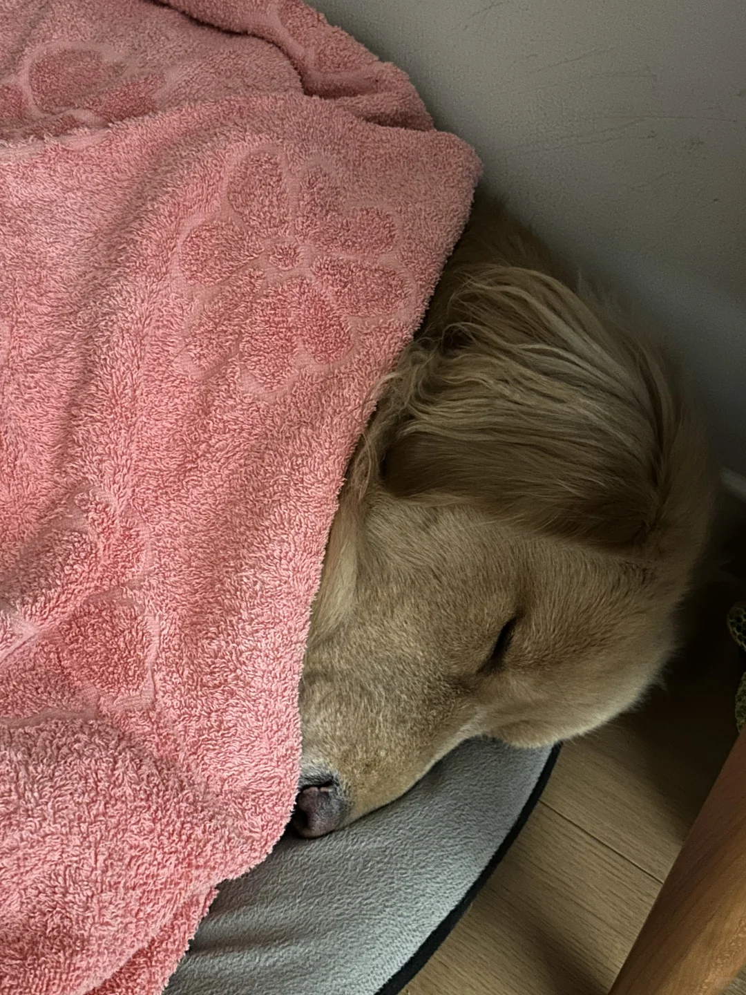 晚安小狗😴