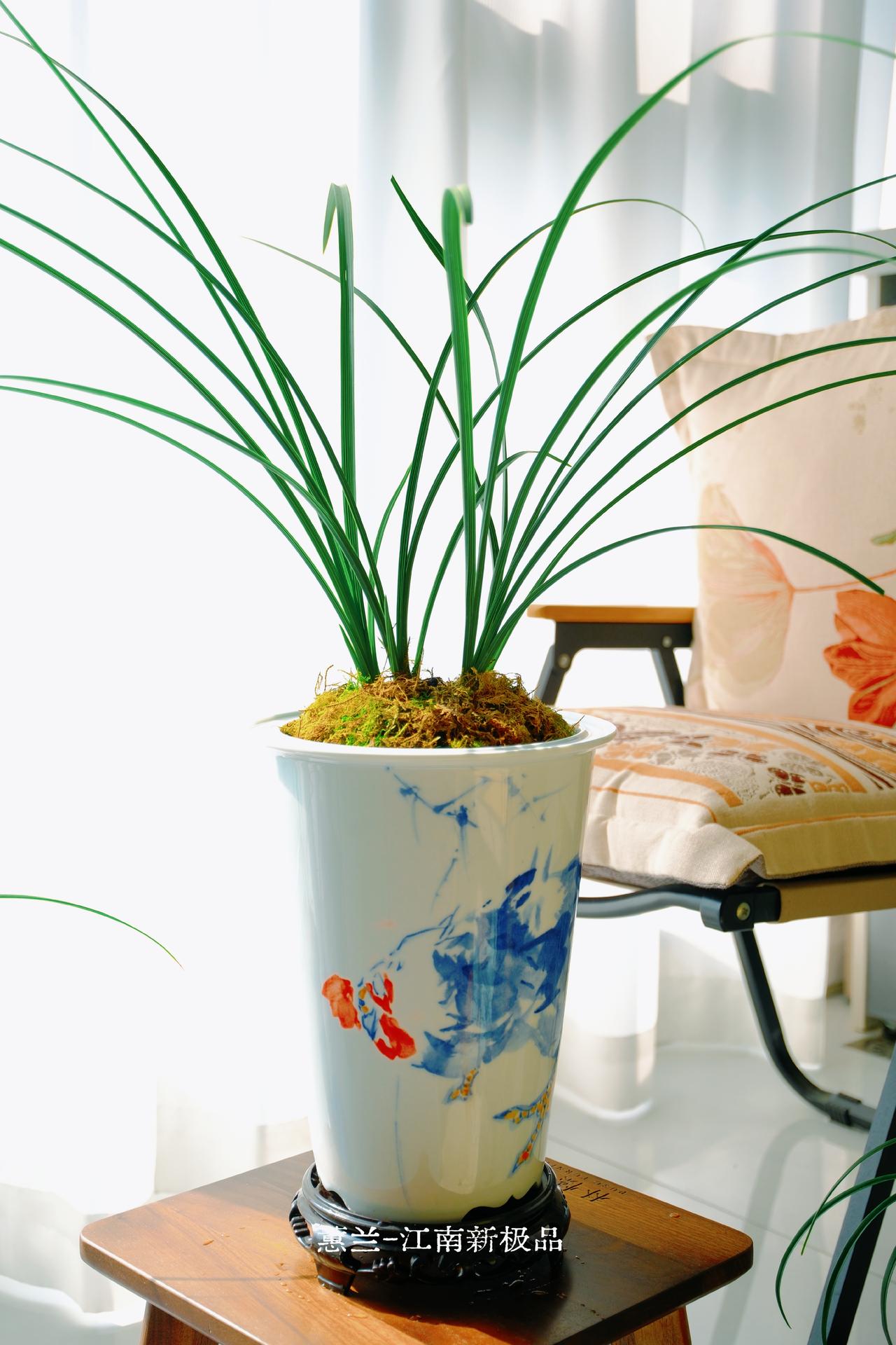 [招财进宝]陌上花开可以缓缓归矣[福]