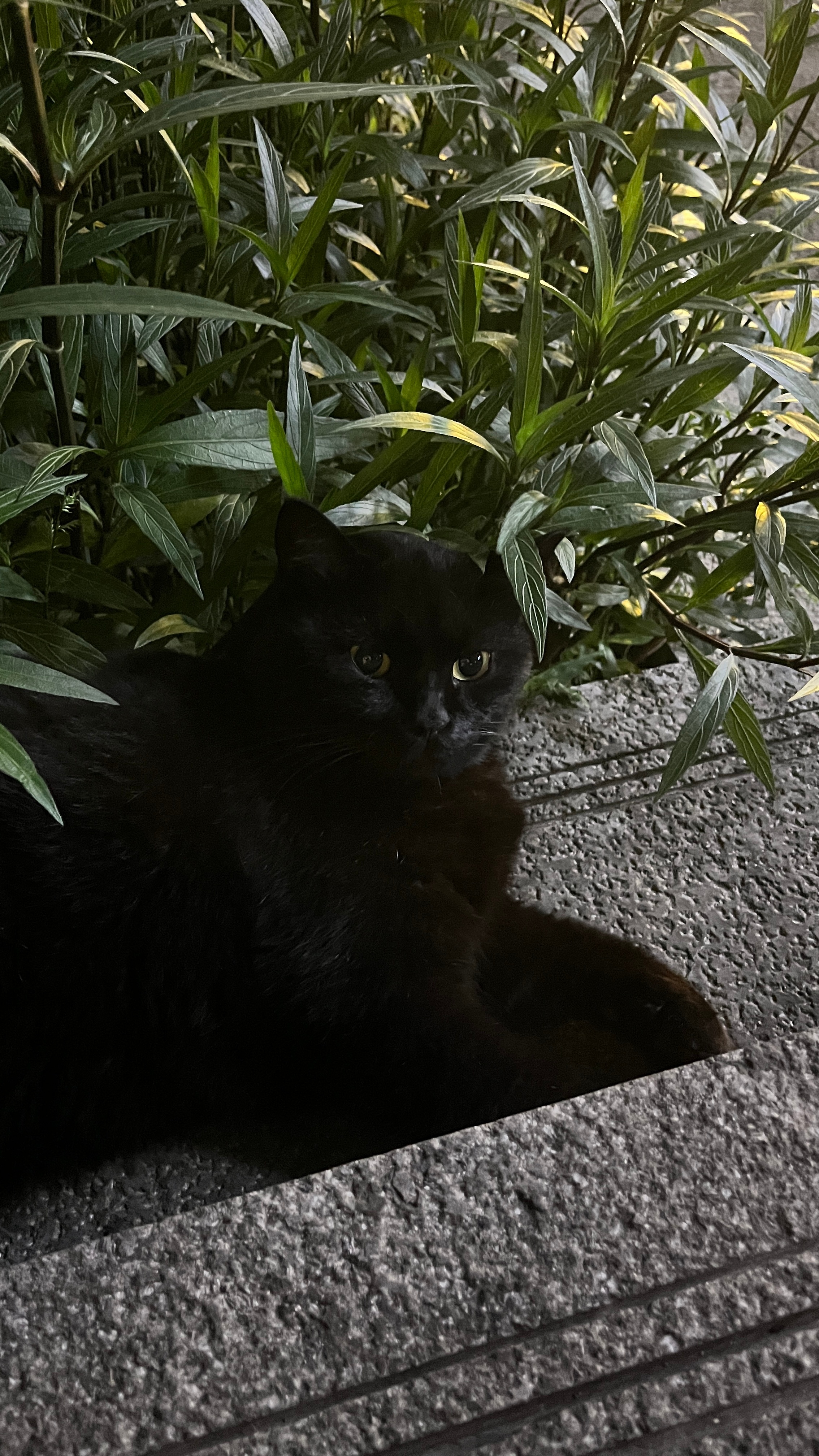 今天看见了灿烂的树影、宽容的蓝夜和藏在路旁草丛中的肥胖黑猫。如果没有打牌输掉五百
