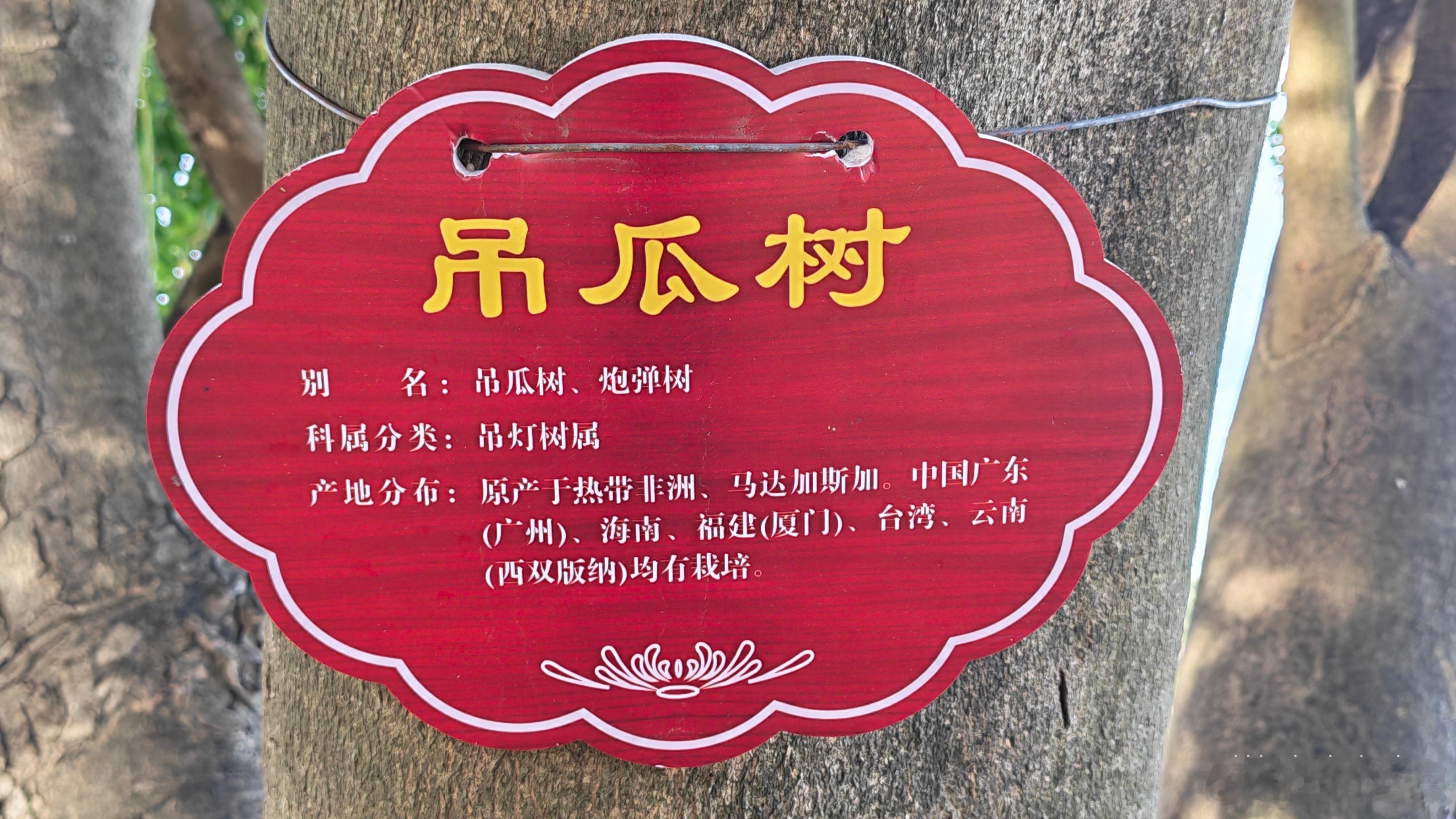 寻美海南 海口龙珠桥旁，依偎在世纪公园与万绿园之间，一株与众不同的吊瓜树，悄然装