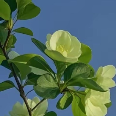 钮钴禄家大小姐 【晚上好】繁星取代落日，皓月坠入夜空，托微风和黎明替我稍上一句“