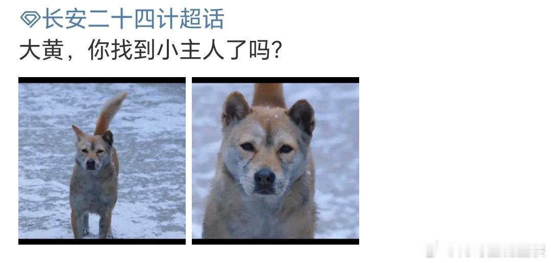 这剧咋连狗都有演技 大黄还是《莲花楼》的狐狸精，跟成毅二搭好有感觉！谢淮安在墓碑