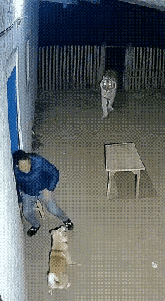 大黄以后出门有的吹了