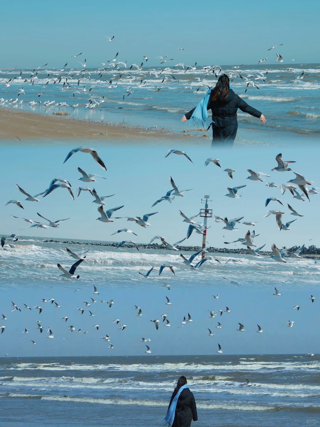 超多海鸥‼️免费🆓进入阿那亚方法‼免预约
