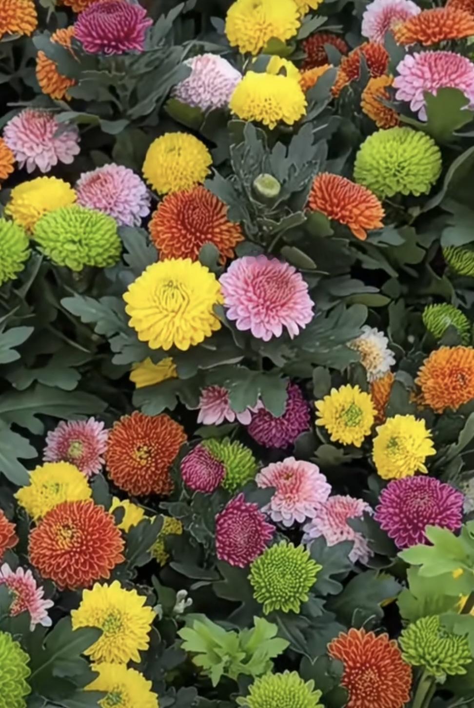 这是我拍的七彩乒乓菊花。光听名字就知道它肯定很漂亮，花朵饱满圆润，形似乒乓球，花