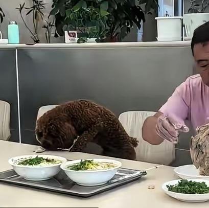 狗上餐桌了！看得出来，狗主人很孝顺，把肉剥下来喂狗，突然想起了香港四大才子蔡澜对