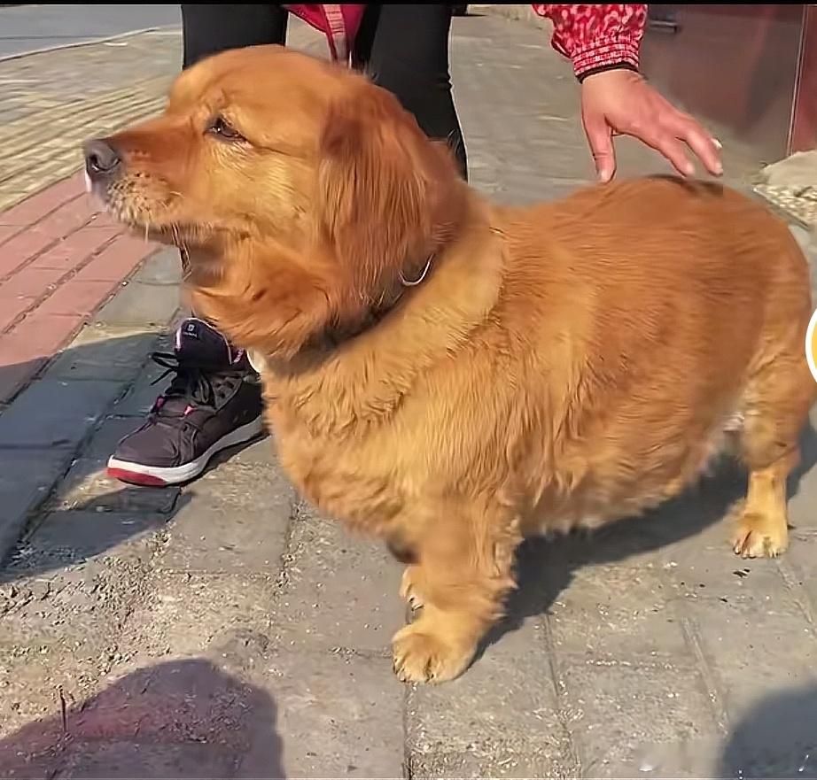 金毛和柯基生的宝宝叫“金基”柯基和比熊生的🐶宝宝叫“柯比”柯基和拉布拉多生的叫