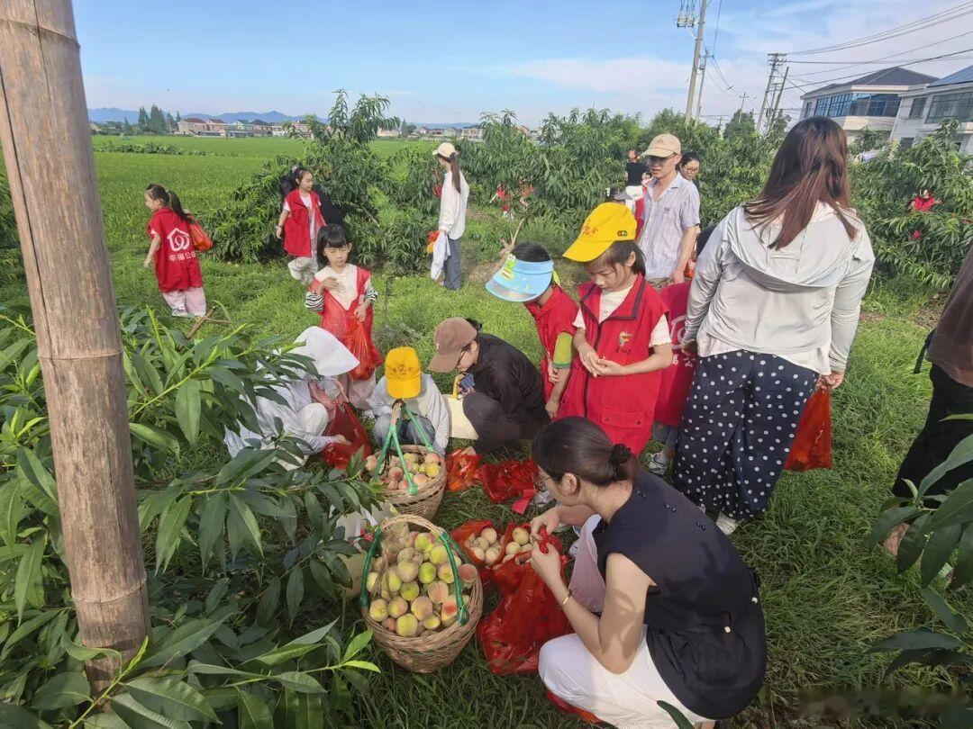 【台风来临前 浙江余姚村民齐心助患病桃农售完千颗蜜桃 】台风巴威将至，余姚三七市