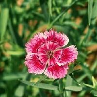 我的今日状态：😁轻松愉快
我这里的天气：☀️多云

小小石竹灿烂绽放，清新花朵