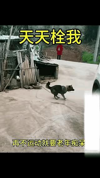这个毛孩子啊，真是憋的难受啊，天天被链子拴着，也不太运动，根本就受不了，于是它就